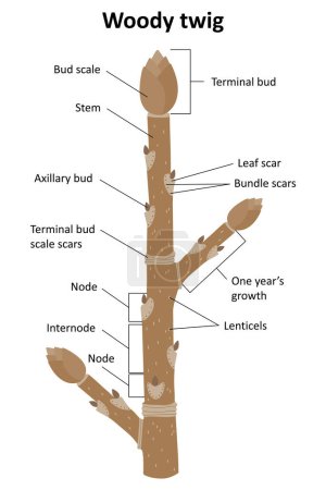 Illustration for Woody twig. Parts of a winter twig. - Royalty Free Image