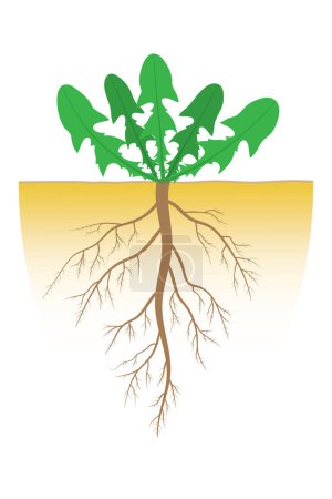The structure of the taproot system. Diagram.