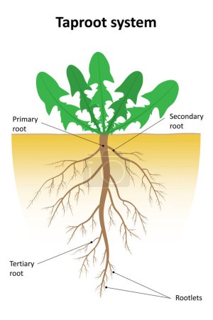 Illustration for Labeled diagram of taproot system. - Royalty Free Image