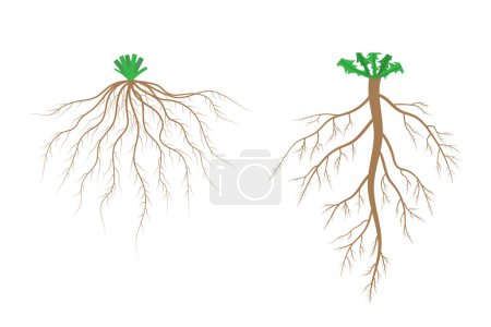 Illustration for Root systems. Fibrous root system and taproot system. - Royalty Free Image