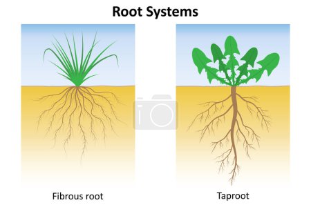 Root systems. Fibrous root system and taproot system. Monocots and dicotyledons.