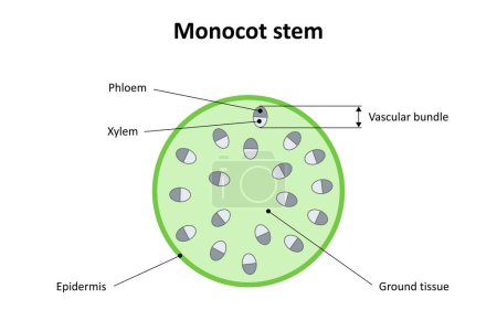 Internal structure of monocot stem. Diagram.