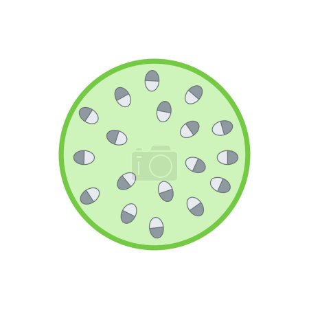Illustration for Internal structure of monocot stem. - Royalty Free Image