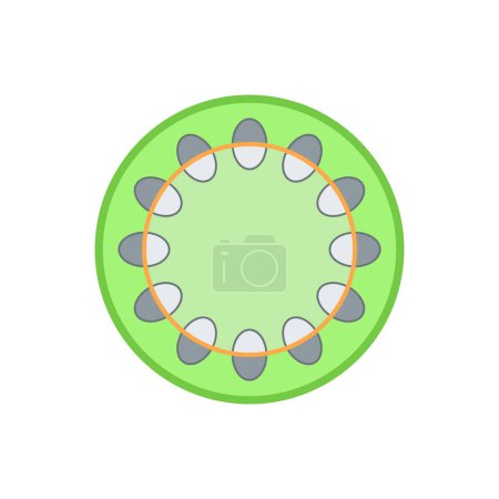 Illustration for Internal structure of dicot stem. - Royalty Free Image