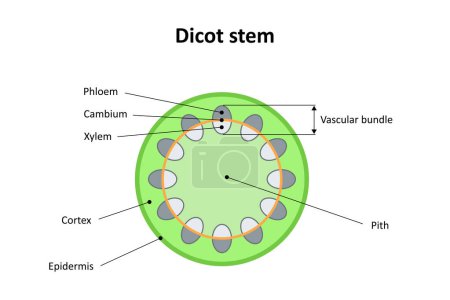 Internal structure of dicot stem. Diagram.