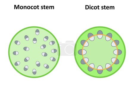 Illustration for Monocot and dicot stems. Diagram. - Royalty Free Image