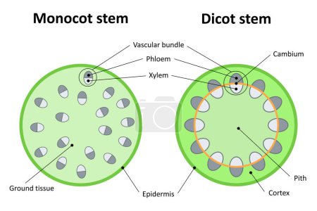 Monocot stem and dicot stem. Diagram.