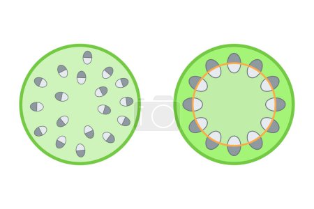 Illustration for The structure of the plant stem. Monocot stem and dicot stem. - Royalty Free Image