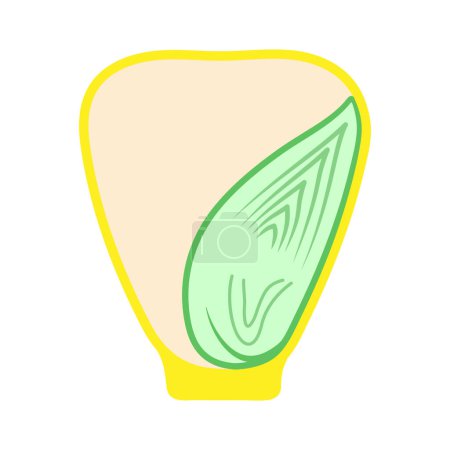Ilustración de Semillas de maíz (Monocot). Partes de una semilla. - Imagen libre de derechos