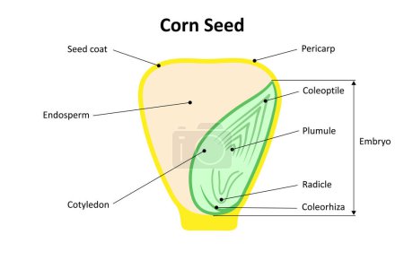 Maissaat (Monocot). Teile eines Samens. Diagramm.