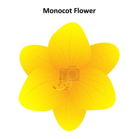 Monocot flower. The structure of a daylily flower. Diagram.