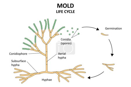 Cycle de vie des moisissures. La structure du moule. Graphique 1.