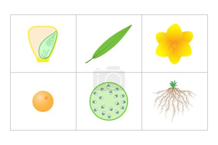 Characteristics of monocots. Seed, leaf, flower, pollen, stem, root.