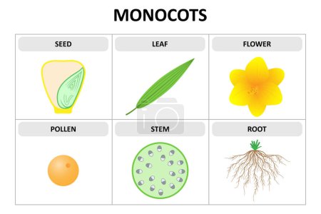 Characteristics of monocots. Seed, leaf, flower, pollen, stem, root. Diagram.