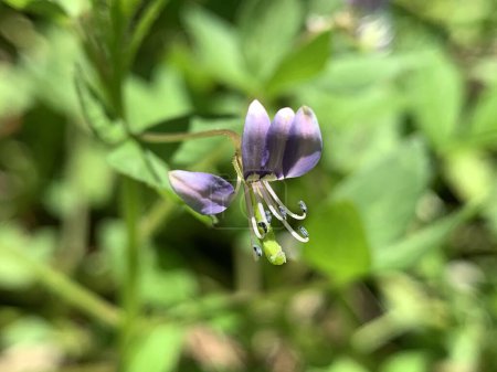 small purple flowers with green leaves