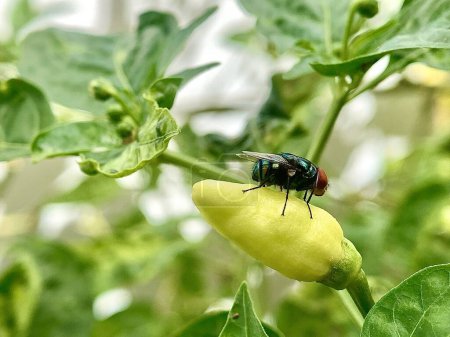 Téléchargez les photos : Une mouche sur une plante poivrée aux feuilles vertes - en image libre de droit