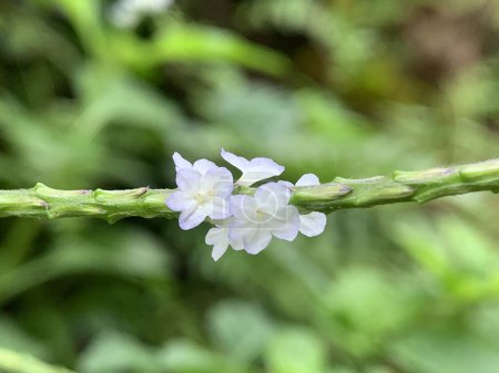 kleine lila Blüten mit weißen Blütenblättern wachsen auf der Pflanze