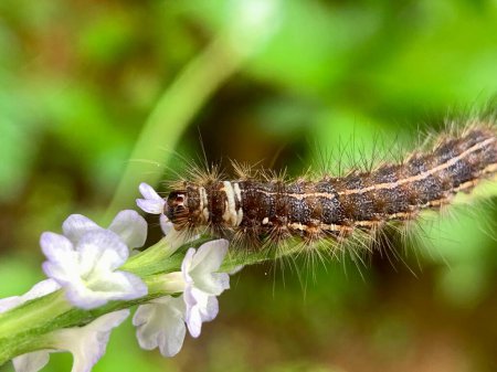 Photo for Caterpillars are eating white flowers - Royalty Free Image