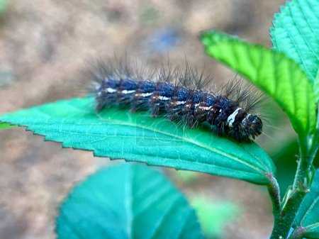 A caterpillar is sitting on a leaf