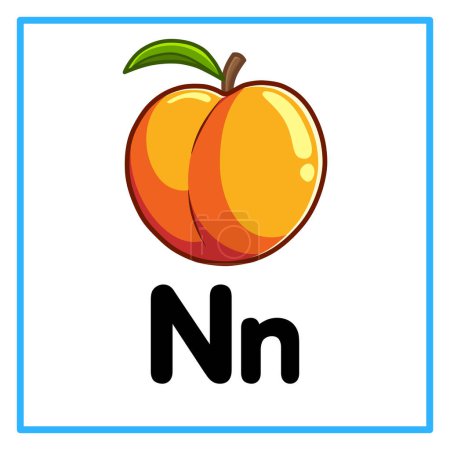 Ilustración de Introducción al alfabeto con ejemplos. N es para la nectarina. Adecuado para la práctica de los niños y ideal para tarjetas flash para niños pequeños - Imagen libre de derechos