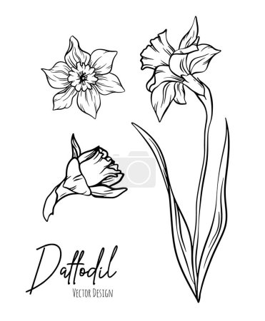 Ilustración de Botanical line art illustration of daffodil or narcissus flowers for wedding invitation and cards, logo design, web, social media and poster, template, advertisement, beauty and cosmetic industry. - Imagen libre de derechos