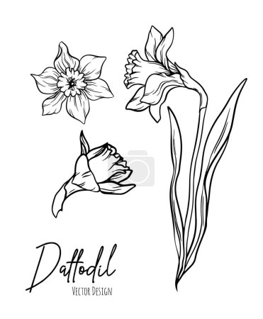 Ilustración de Botanical line art illustration of daffodil or narcissus flowers for wedding invitation and cards, logo design, web, social media and poster, template, advertisement, beauty and cosmetic industry. - Imagen libre de derechos