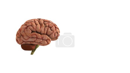 Photo for 3D Illustration of Side View of the Human Brain with copyspace - Royalty Free Image