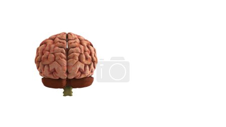 Photo for 3D Illustration of Back Side of the Human Brain with copyspace - Royalty Free Image