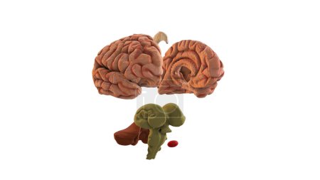 Photo for Closeup of 3D Illustration of Different Parts of Human Brain - Royalty Free Image