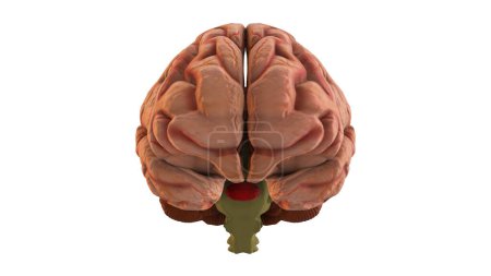 Photo for Closeup of 3D Illustration of Front Side of the Human Brain - Royalty Free Image