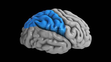 Photo for 3D Illustration Highlighting Parietal Lobe of the Brain - Royalty Free Image
