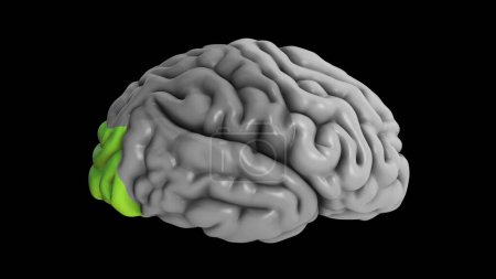Photo for 3D Illustration Highlighting Occipital Lobe of the Brain - Royalty Free Image