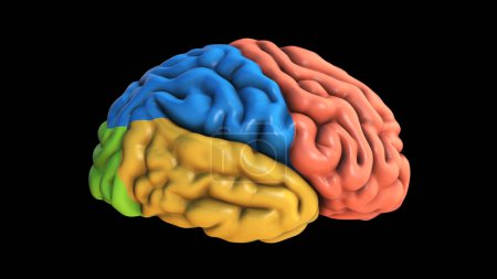 Photo for 3D Illustration Highlighting Different Parts of the Brain - Royalty Free Image