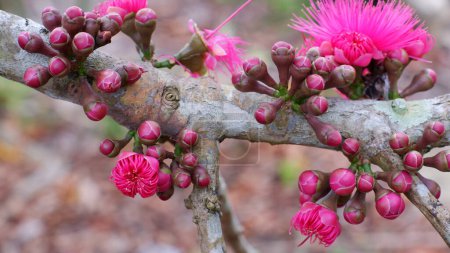 Guava-Blumen, die immer noch Knospen sind und blühen, rosa in Farbe, im Dorf Belo Laut während des Tages