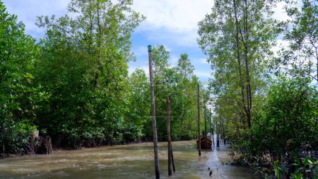 Foto de Paisaje natural de un río que fluye, bosque denso del manglar y un barco, en la aldea indonesia de Belo Laut - Imagen libre de derechos
