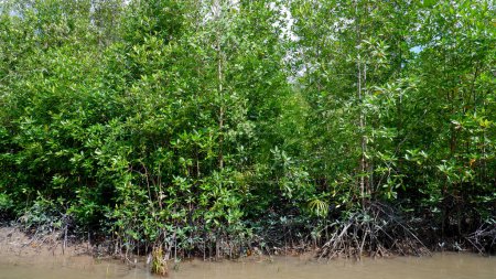 Foto de Paisajes naturales, hábitat forestal de manglares que crece verde y denso, a orillas del río Belo Laut Village, Indonesia - Imagen libre de derechos