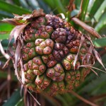 Pandanus Fruit With Thorny Leaves, Grows In Muddy And Mangrove Forest Areas, In The Village Of Belo Laut During The Day