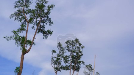 The Tip Of The Mangrove Trees With A Cloudy Sky As A Background, In The Village Of Belo Laut During The Day