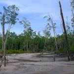 View Of A Barren Land Of Damaged Mangrove Forests, In The Village Of Belo Laut During The Day