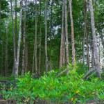 View Of Mangrove Forest Habitat With Tall, Thin Trees, In Belo Laut Village During The Day