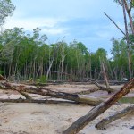 Mangrove Forest Environment With Some Dead And Drying Trees, In Belo Laut Village In The Afternoon