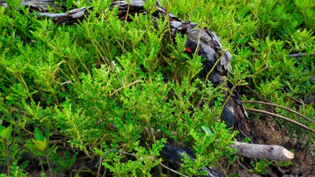 Foto de Planta silvestre de Jeruju o Acanthus Ilicifolius, que crece en las grietas de las raíces secas del manglar, en la aldea de Belo Laut durante el día - Imagen libre de derechos