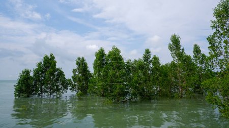 Foto de Avicennia Marina Tree Habitat que está invadido por la marea alta, en Belo Laut Village por la mañana con un cielo azul nublado brillante - Imagen libre de derechos
