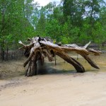 Natural Scenery Of A Clean Sandy Beach And A Stranded Dead Tree