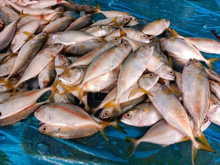 Photo for Pile Of Fresh Ciw Fish Placed On A Trader's Table At A Local Indonesian Market - Royalty Free Image