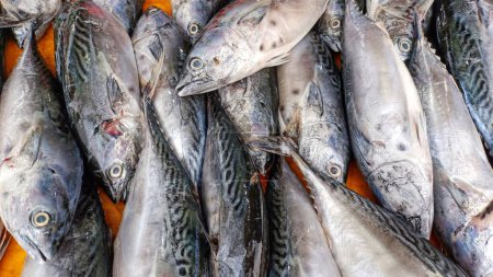 Photo for Close-up View Of Piles Of Fresh Mackerel Fish In Local Indonesian Market - Royalty Free Image