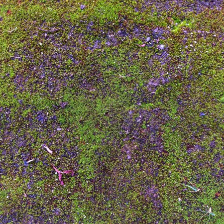 Close Up View Short Green Grass And Moss With Scattered Stones
