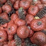 Kelubi Fruit With A Characteristic Brownish Red Color, Which Grows In Swampy Areas Of Tropical Forests
