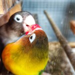 Two Types Of Lovebirds, Olive And Batman, Are Kissing In A Wooden House In A Cage