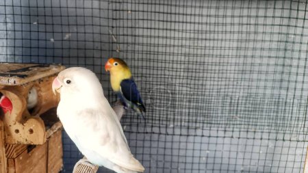 Foto de Vista de cerca de tres tipos de Agapornis (Aves del Amor) con diferentes colores en una jaula - Imagen libre de derechos